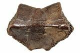 Pleistocene Fossil Tortoise (Hesperotestudo) Nuchal Scute #265359-1